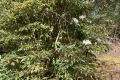 R araiophyllum ssp. araiophyllum habit