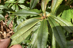 R araiophyllum ssp. araiophyllum foliage