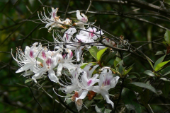R. arunachalense  flowers near Ziro in Arunachal Pradesh.
