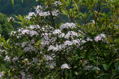 R. arunachalense  growing on the hillside near Ziro in Arunachal Pradesh