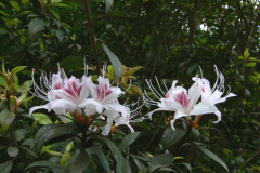 R. arunachalense  flowers near Ziro in Arunachal Pradesh