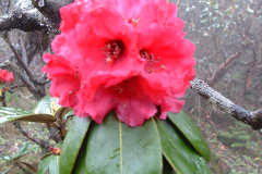 R bhutanense flower close up