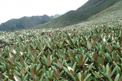 R bhutanense habit as a higher altitude mountain top plant