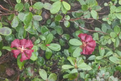 R. chamaephytum  flowers