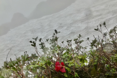 R. chamaephytum  growing on a hillside in Arunachal Pradesh.