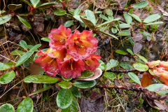 R. citriniflorum var horaeum  flowers