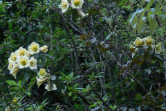 R. dalhousiae var rhabdotum in Arunachal-Pradesh.  Typically a straggly shrub growing epiphytically.