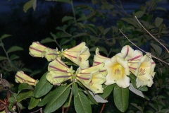 R. dalhousiae var rhabdotum in Arunachal-Pradesh.  showing its attractive unique flowers.