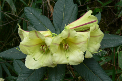 R. dalhousiae var rhabdotum in Arunachal-Pradesh.  showing its attractive unique flowers.