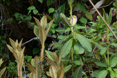 R. edgeworthii showing the stunning new growth and foliage. Arunachal Pradesh.