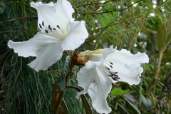 R. edgeworthii showing its large scented flowers . Arunachal Pradesh.