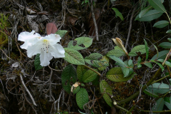 R. edgeworthii showing straggly habit in the wild in Arunachal Pradesh.