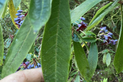 R. generstierianum leaves