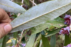 R. generstierianum leaves