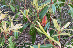 R. generstierianum leaves new-foliage