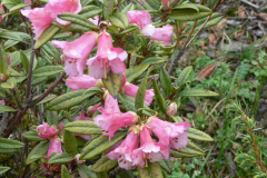 R. glaucophyllum var tubiforme  showing the tubular flowers.