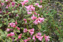 R. glaucophyllum var tubiforme habit. Arunachal Pradesh