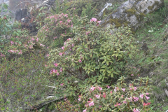 R. glaucophyllum var tubiforme habit. Arunachal Pradesh