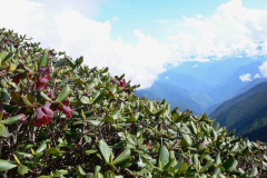 R. lopsangianum  on as hillside in Arunachal Pradesh