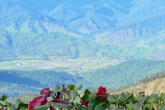 R_lopsangianum flowers showing the view-back down towards Mechuka. Arunachal-Pradesh