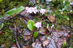 R. pumilum in Arunachal Pradesh
