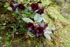 R. sanguineum var. haemaleum flowers