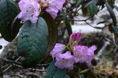 R. wallichii flowering in Arunachal-Pradesh