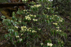 R_campylocarpum-ssp-campylocarpum-in-Arunachal-Pradesh