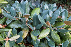 Rh campanulatum subsp. aeruginosum