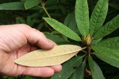 Rh griersonianum under leaf