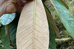 R preptum leaves
