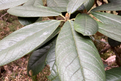R preptum leaves and buds