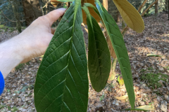 R rothschildii upper leaf