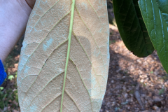 R rothschildii under leaf