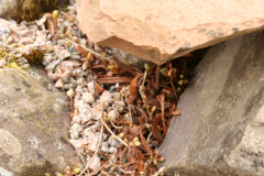 Rh lowndesii in winter showing deciduous nature