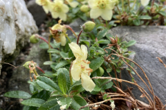 Rh lowndesii flowers