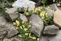 Rh lowndesii habit