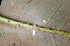 Scale Bug