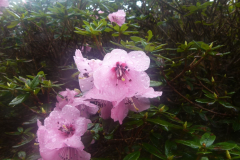 R. aperantum from the Nujiang Dulong-divide. Showing a pink flowered from in the wild.