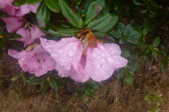 R. aperantum from the Nujiang Dulong-divide. Showing a pink flowered from in the wild.