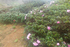 R. aperantum from the Nujiang Dulong-divide showing its growing habit