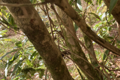 R araiophyllum ssp. araiophyllum bark