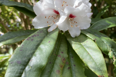 R araiophyllum ssp. araiophyllum flowers