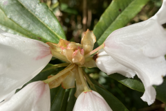 R araiophyllum ssp. araiophyllum corolla