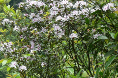 R. arunachalense  growing on the hillside near Ziro in Arunachal Pradesh