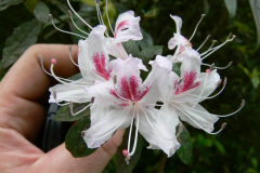 R. arunachalense  flowers near Ziro in Arunachal Pradesh