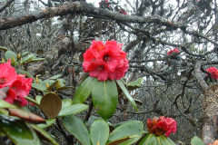 R bhutanense flowers