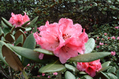 R bhutanense flowers