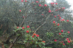 R bhutanense habit