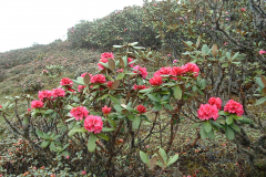 R bhutanense habit